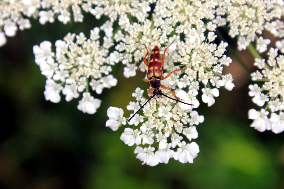 Bug flower insect
