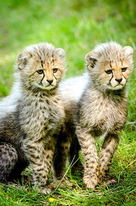 African cheetah cute photo