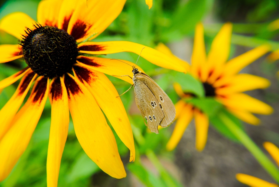 Butterflies insect insects