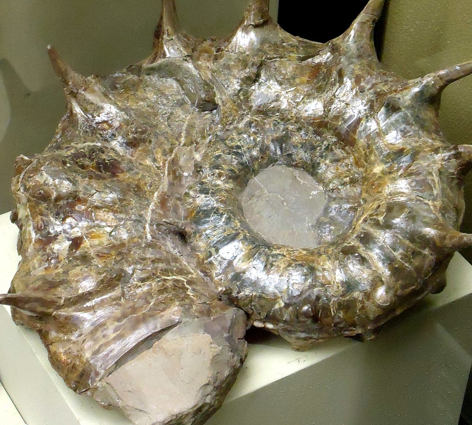 Fossil  