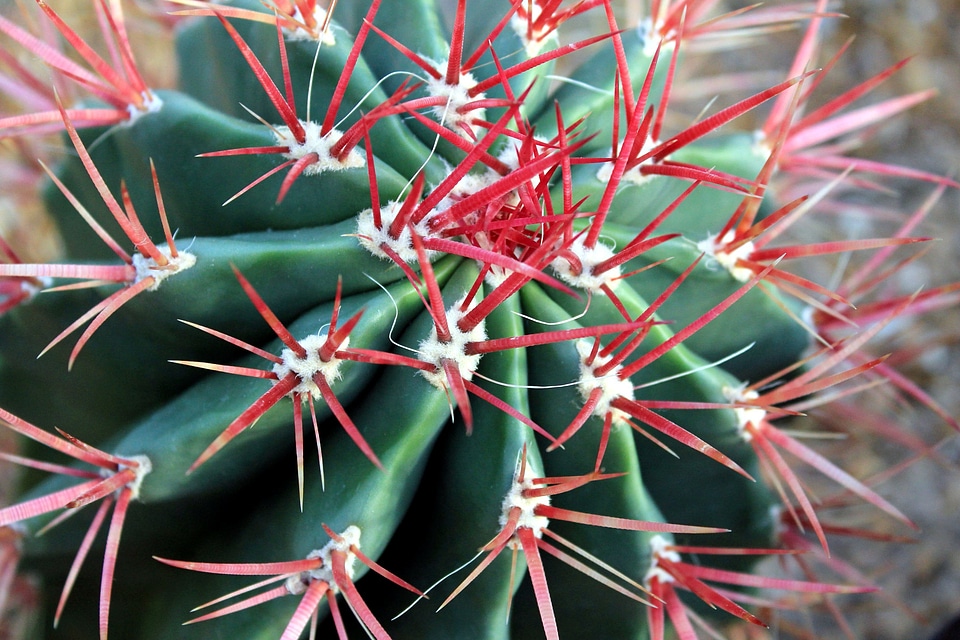 Cactus desert plant flora