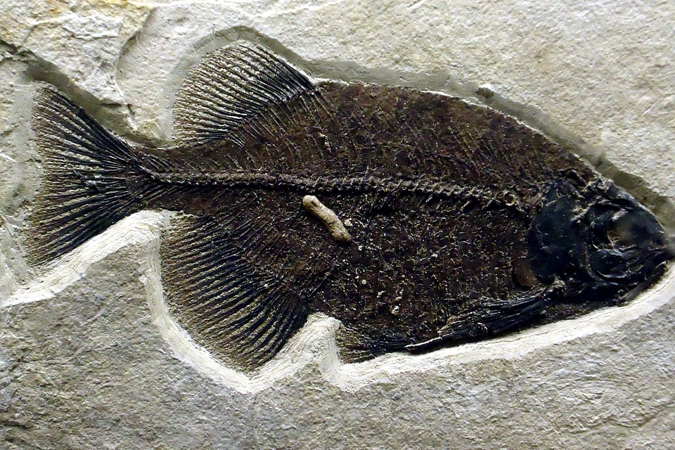 Fossil rock 
