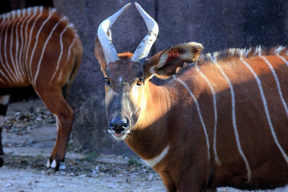 Africa african animal