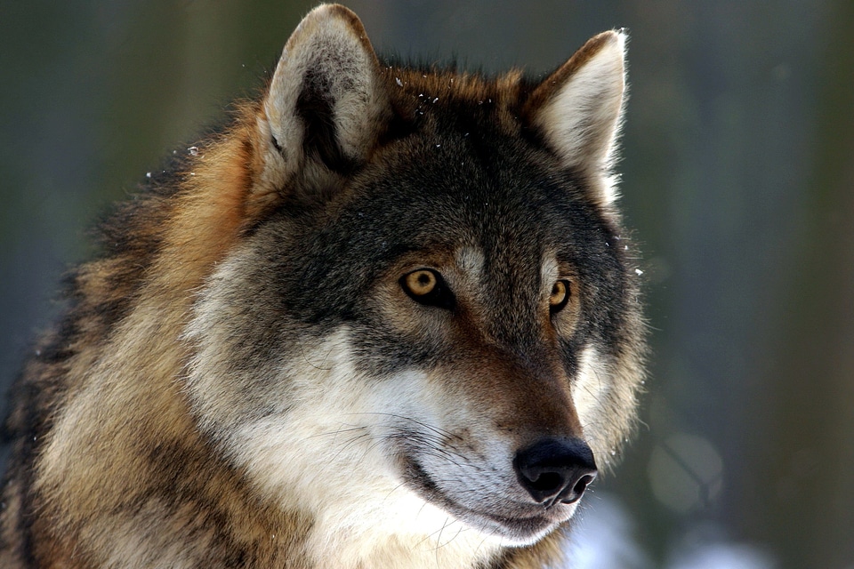 Animal beautiful image beautiful photo