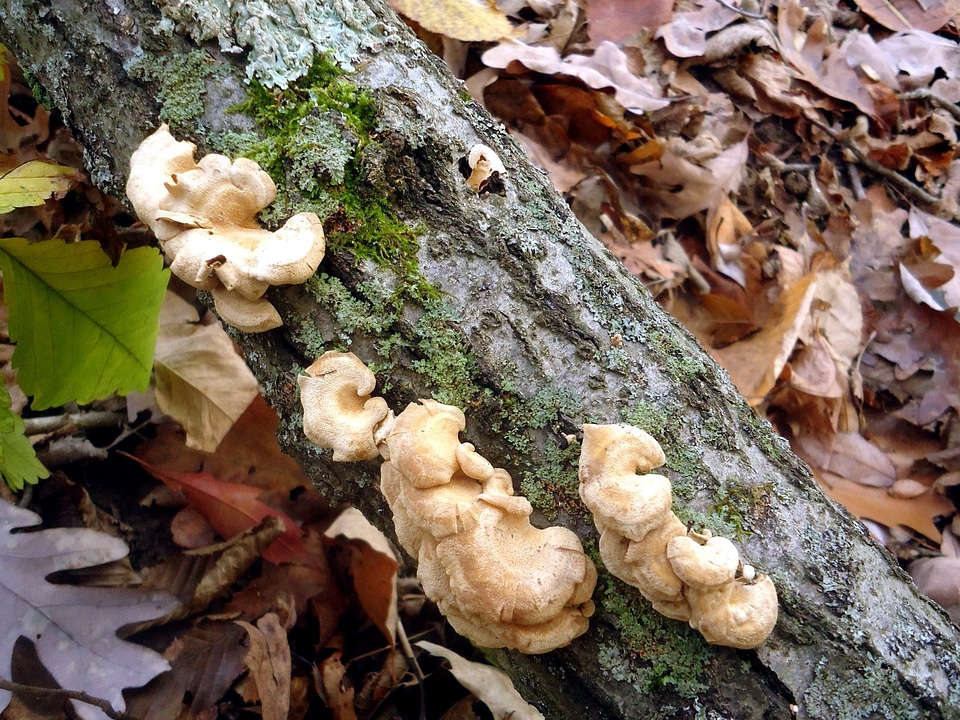 Flora forest fungus