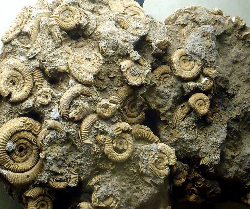 Big Rocks fossil 