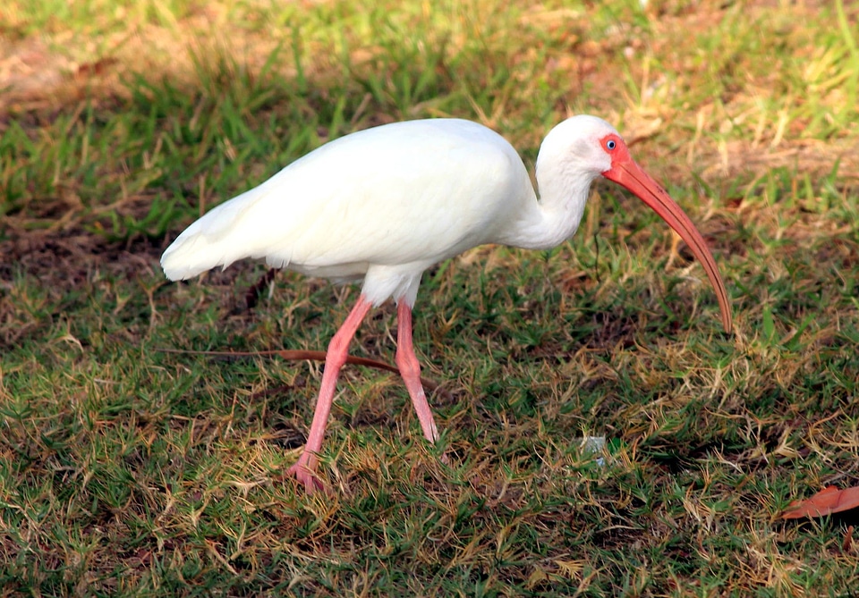 Beautiful Photo bird fauna