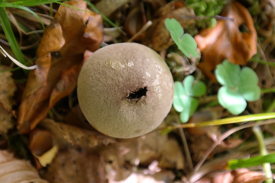 Lycoperdon perlatum l gemmatum bottle bovist