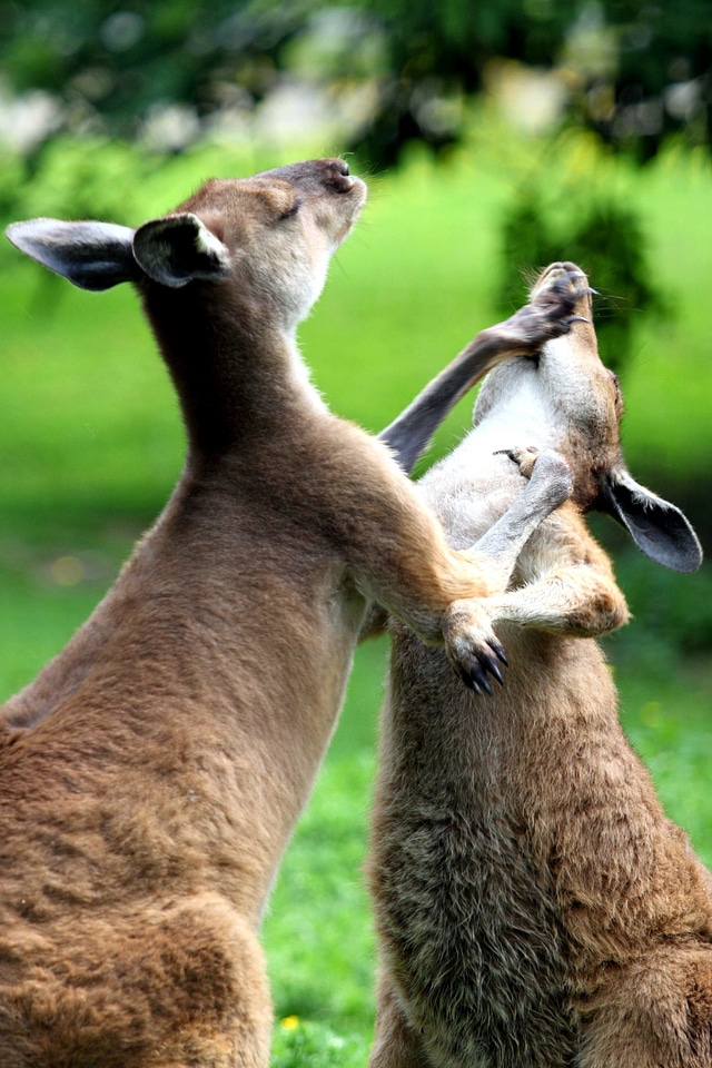Animals australia australian