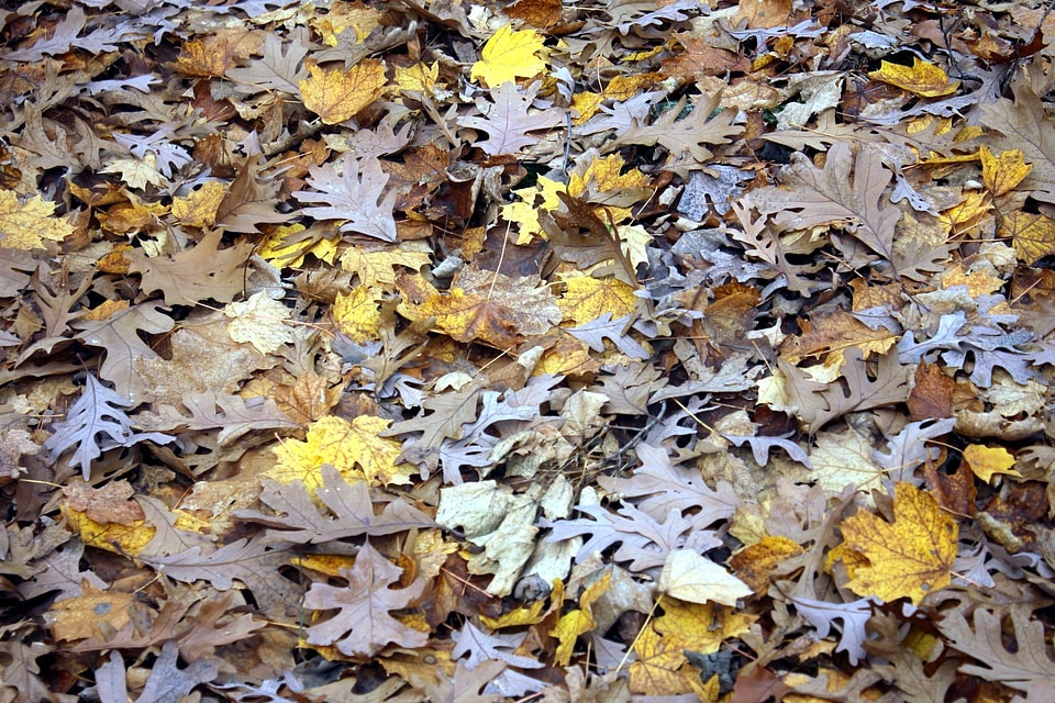 Autumn autumn season leaf