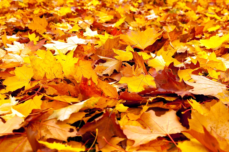 Autumn autumn season leaf