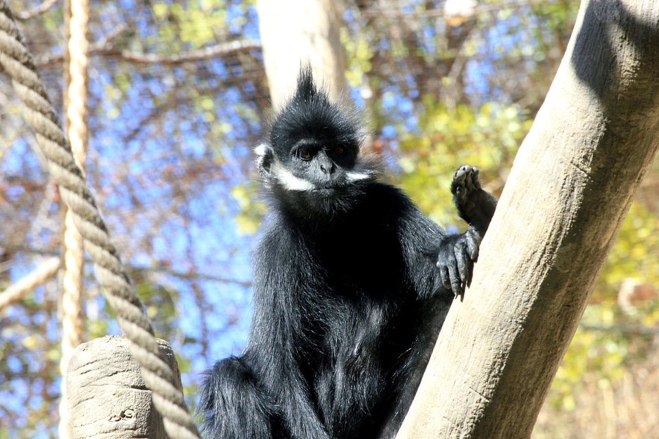 Animal mammal monkey