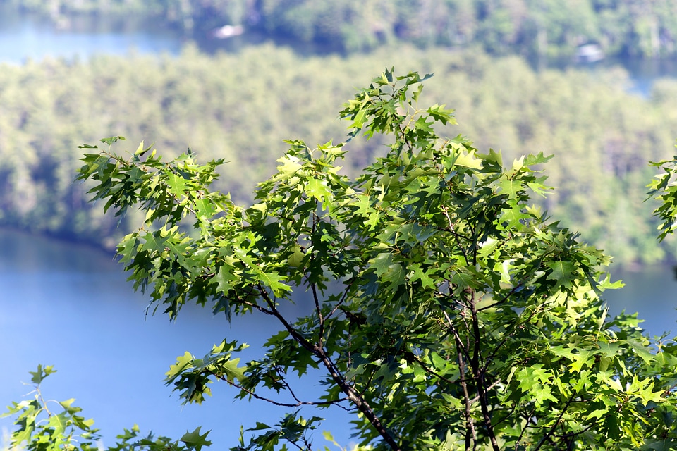 Green Leaves landscape leaves