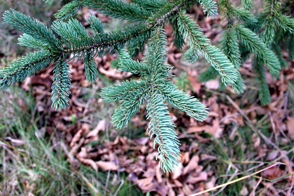 Branch conifer tree