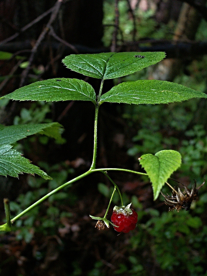 Fetus fruits of the forest plant