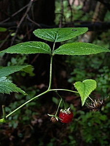 Fetus fruits of the forest plant