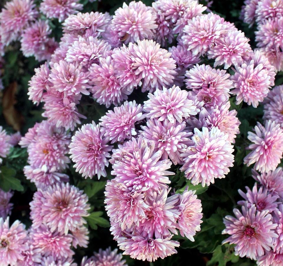 Bloom flora flowers