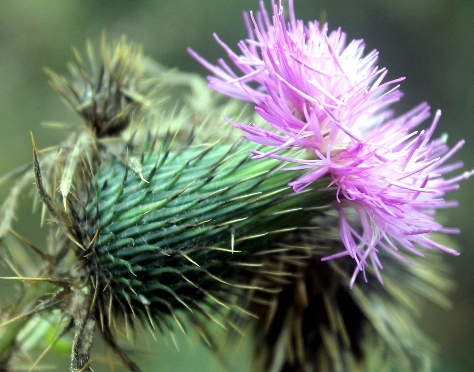 Beautiful Photo flower bud Silybum marianum