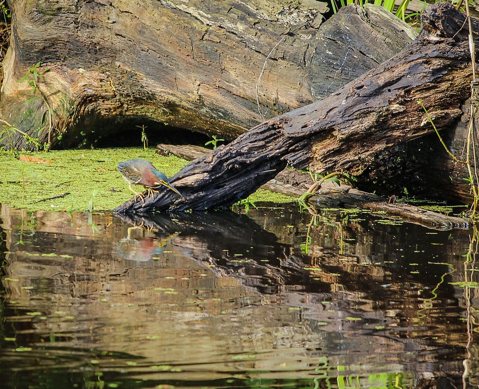 Swamp marsh water bird