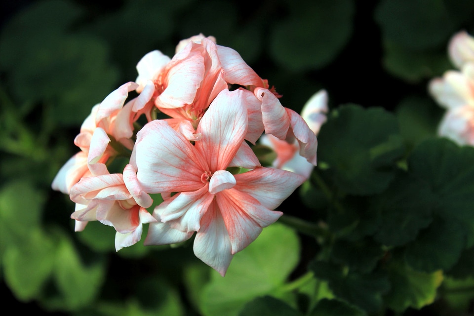Flower Garden geranium Geranium maculatum