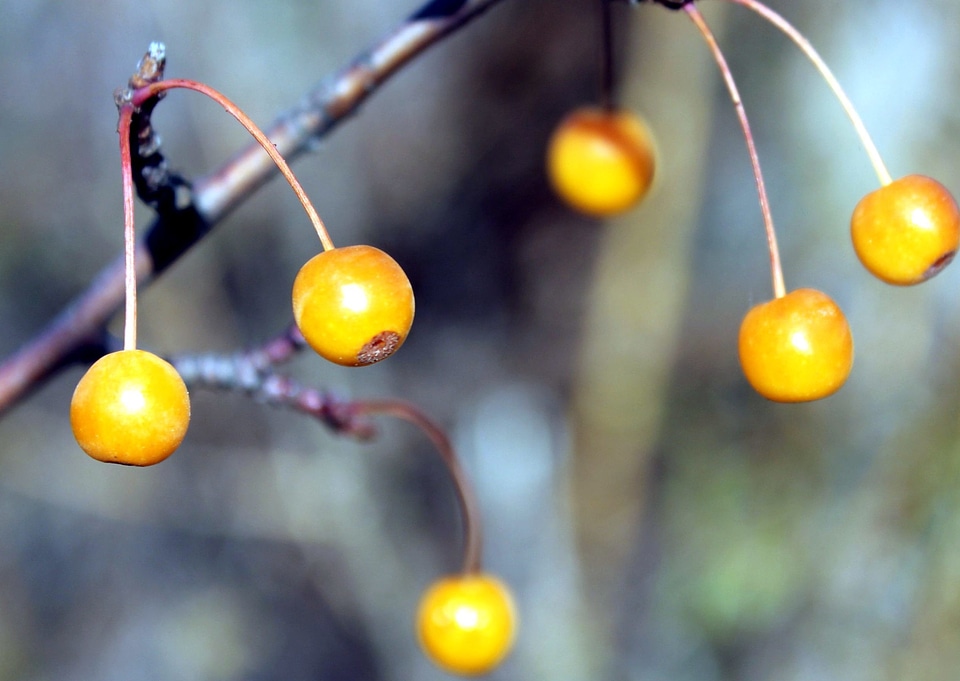Berries branch flora