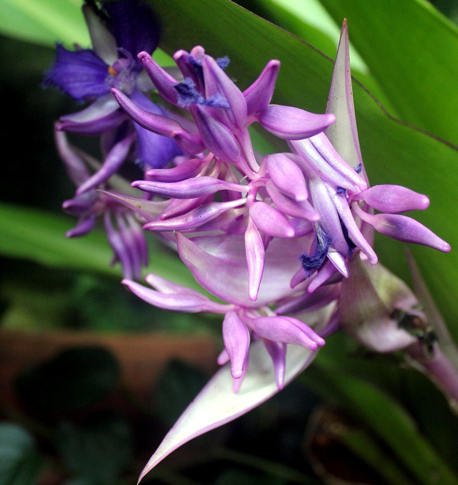 Bloom exotic flora