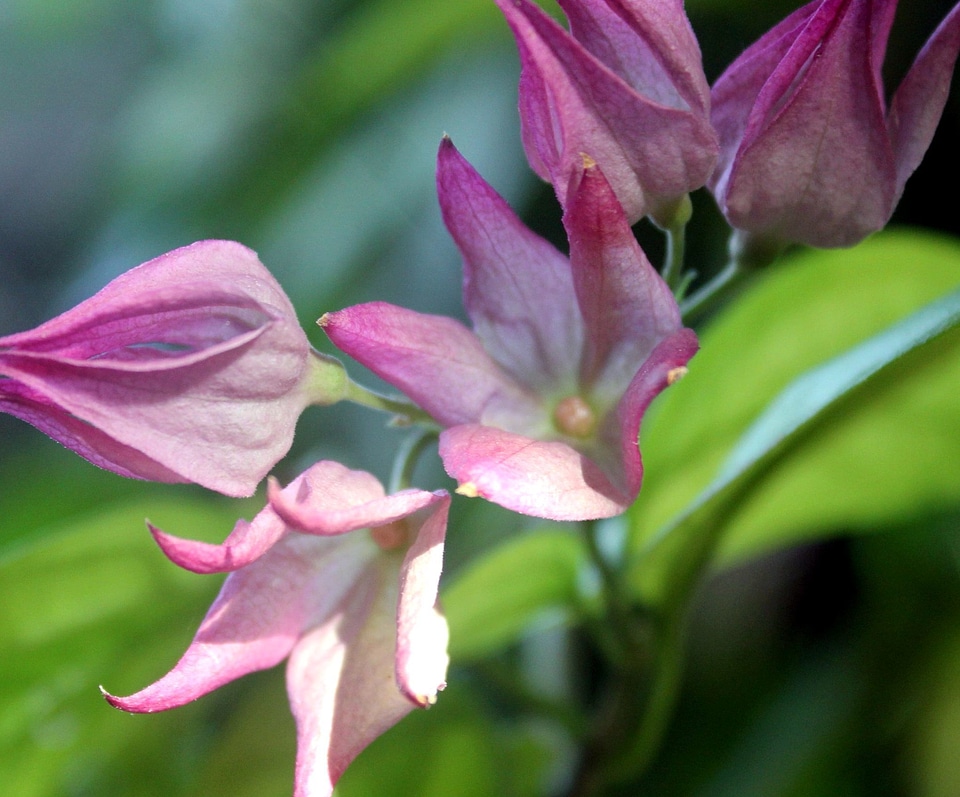 Bloom exotic flora