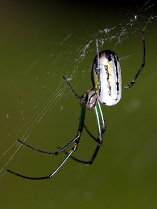 Garden Spider insect spider web