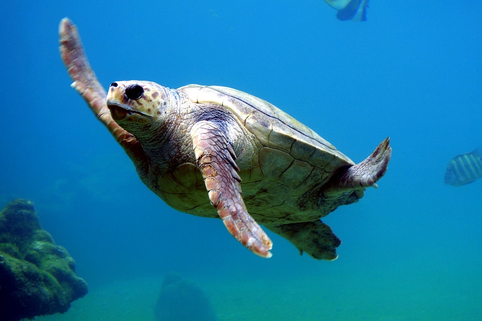 Caretta Caretta fauna reptile