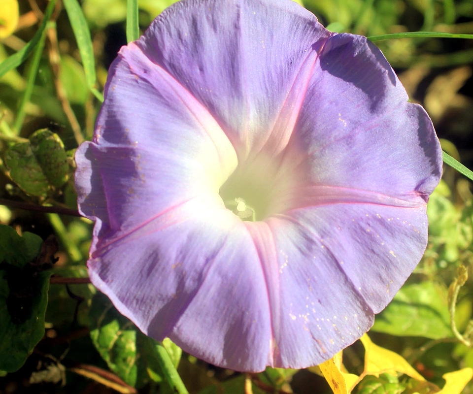 Bloom flora flower