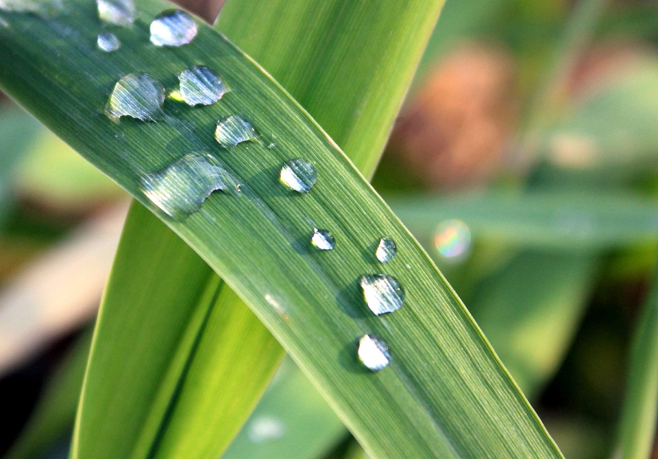Beautiful Photo dew grass