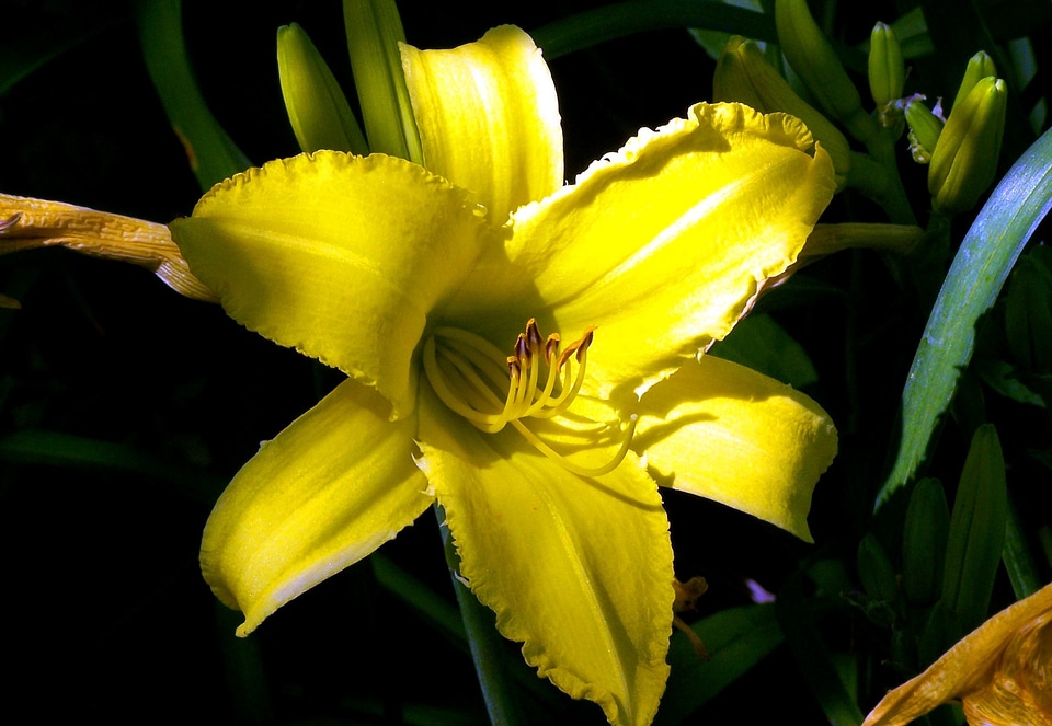 Flower flower garden lily