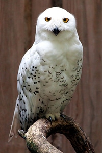 Barn Owl bird fauna