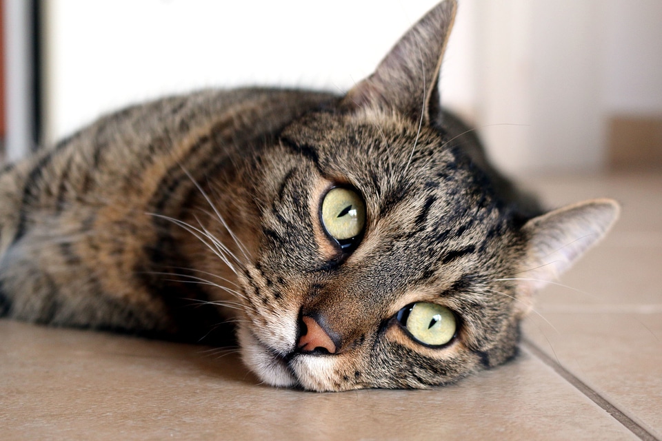 Animal beautiful photo cat