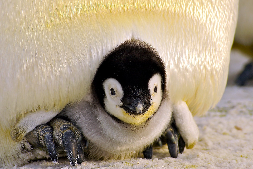 Animal animals arctic