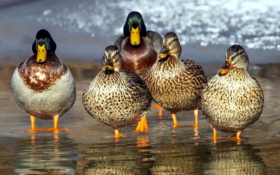 Animals beautiful photo bird family