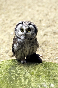 Animal barn owl bird