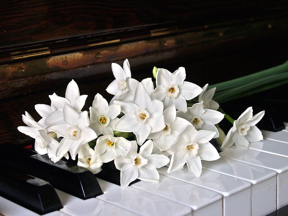 Beautiful Photo flowers orchid