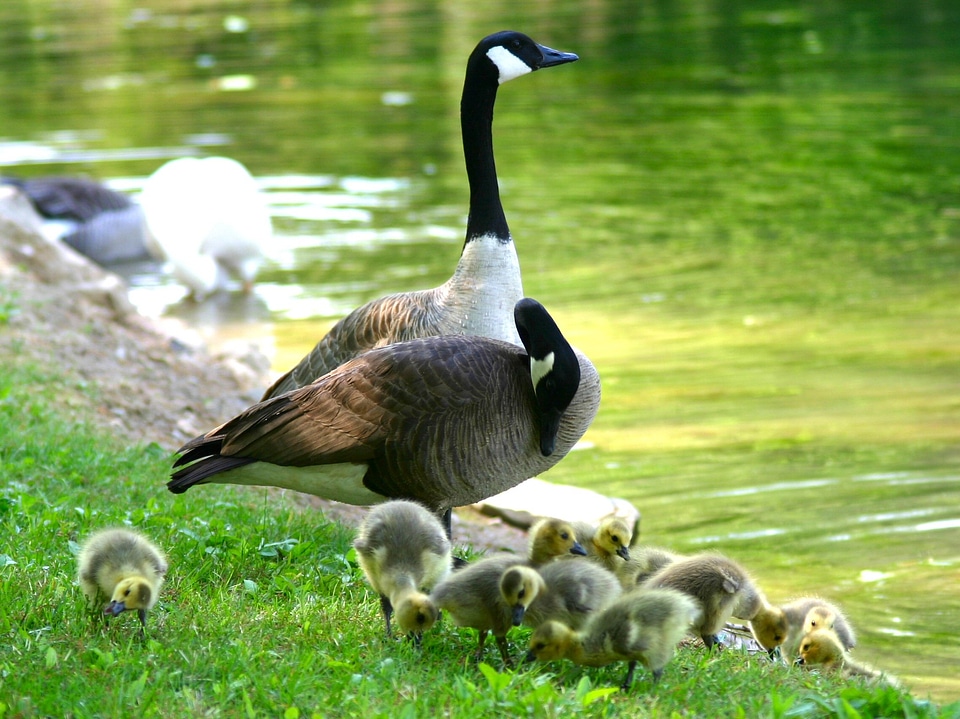 Chicks bird animals photo