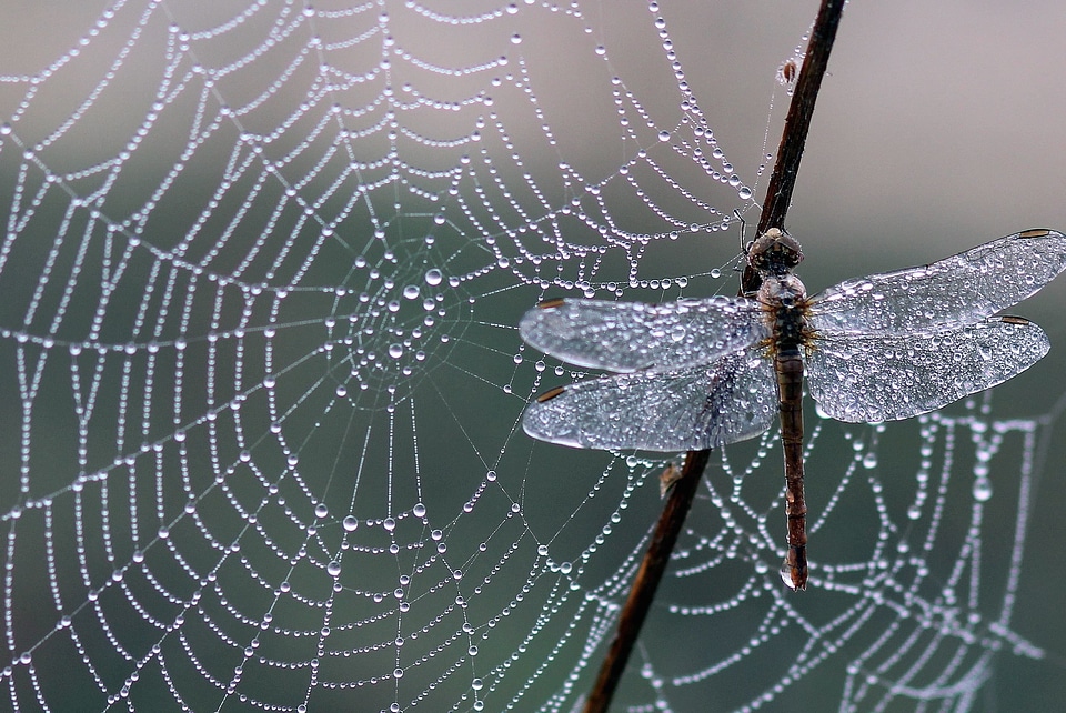 Dew dragonfly insect
