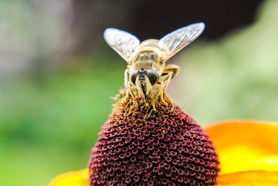 Nectar macro flower photo