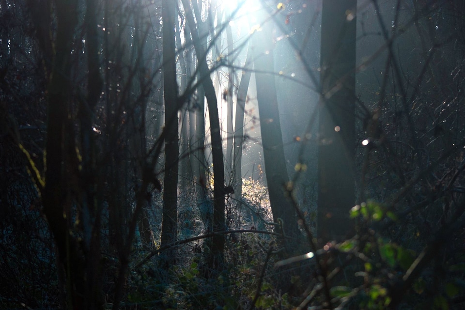 Environment evening fog
