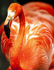 Beautiful bird flamingo photo