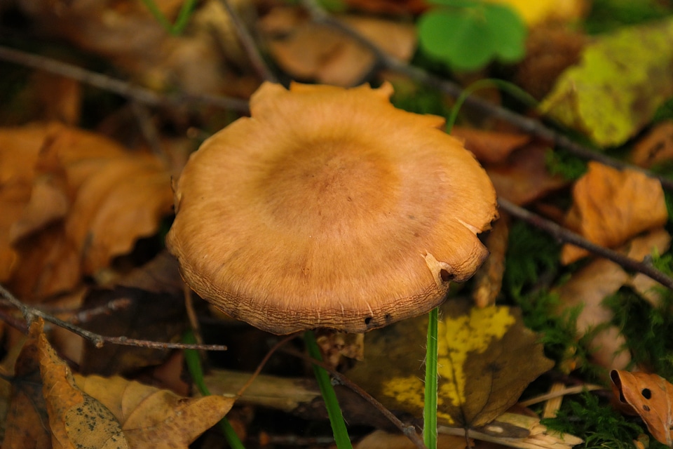 Cortinarius rubellus c speciosissimus orange spitz bumpy schleierling