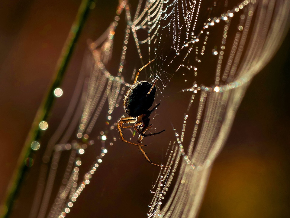 Beautiful Photo dew garden spider