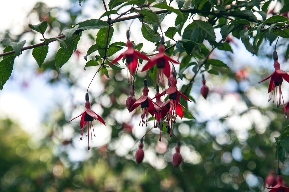 Blossom branch flower