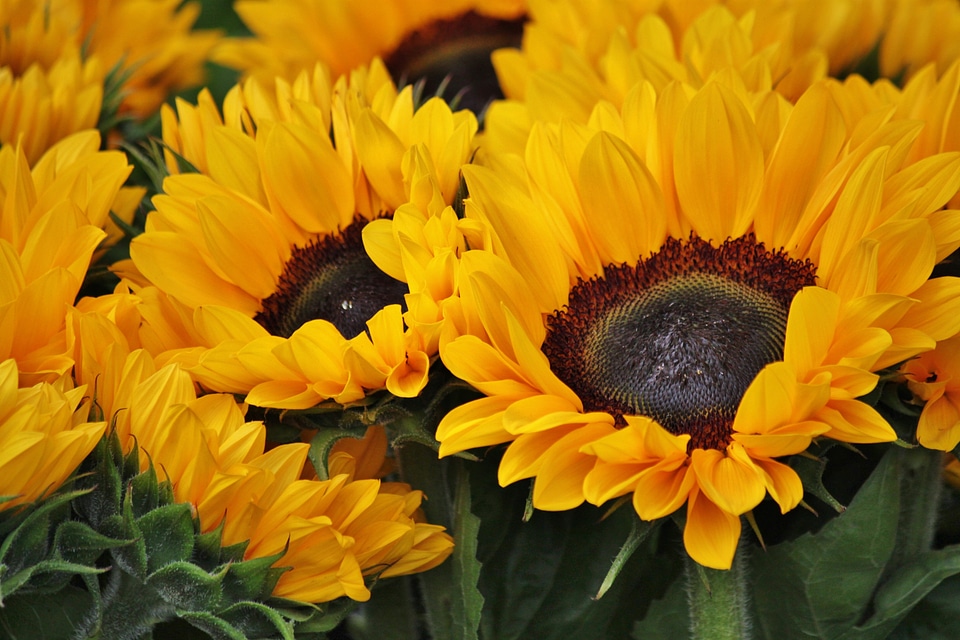 Bloom yellow plant