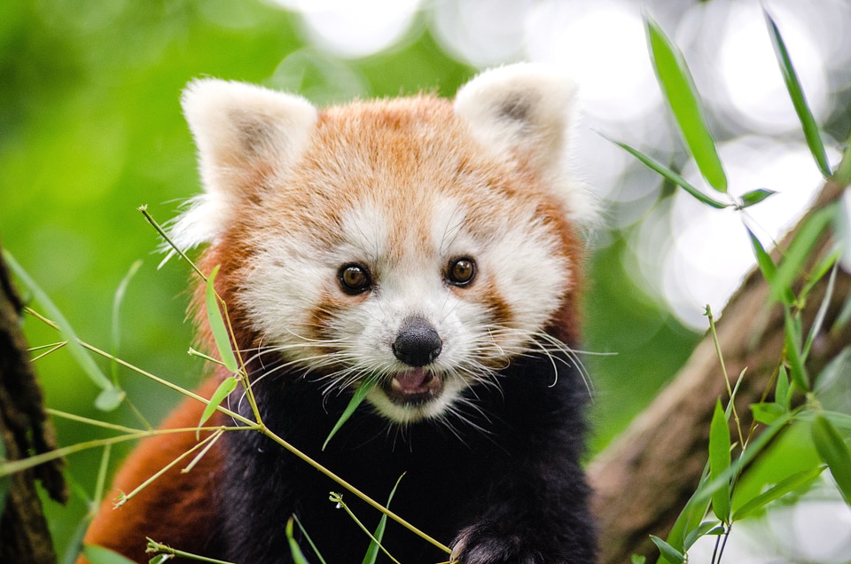 Animal cute grass
