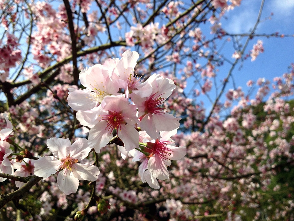 Bloom cherry pinkish