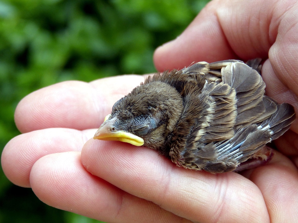 Animal bird sparrow